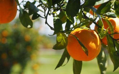 Cooperativas Agro-alimentarias de Andalucía denuncia que los precios del zumo de naranja no cubren los costes de producción