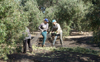 El papel de las mujeres en las cooperativas agroalimentarias, a debate el próximo martes en Córdoba