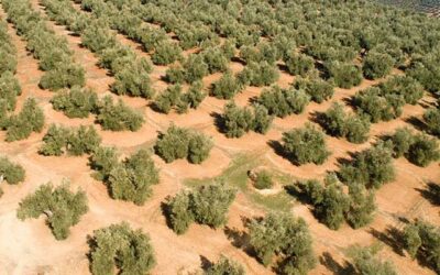 La nueva ayuda asociada al olivar tradicional del Ministerio se vuelve a hacer sin criterios técnicos dejando fuera a olivos centenarios y milenarios