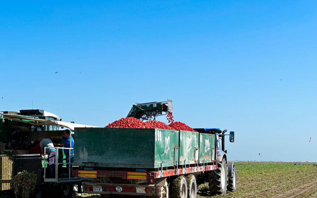 Arranca la campaña de tomate de industria en el Bajo Guadalquivir tras dos años sin producción debido a la sequía