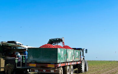 Arranca la campaña de tomate de industria en el Bajo Guadalquivir tras dos años sin producción debido a la sequía